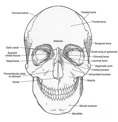 Printable Skull Anatomy Coloring Pages Printable Word Searches