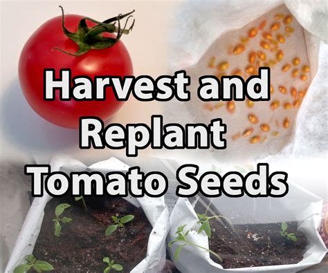 How To Harvest And Replant Tomato Seeds Tomato Seeds Tomato Pruning