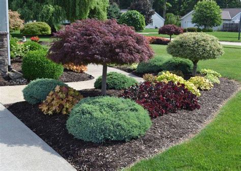 Playful Evergreen Shrubs For Simple Yard Landscaping Ideas Best Front