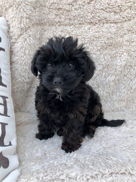 * update * today (6/16) was the first day i felt for puppy movement and as i placed my hand on her i immediately felt two little kicks! Yorkie x Poodle puppy for Sale!! | Kidwelly ...