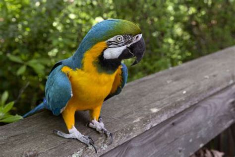 Blue And Yellow Macaw Zoo Atlanta