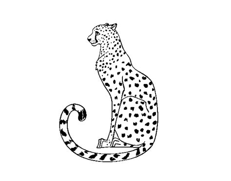 We did not find results for: Dibujo de Guepardo sentado para Colorear - Dibujos.net