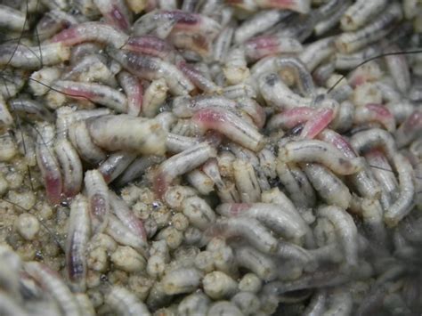 Flesh Fly Larvae I Think Flickr Photo Sharing