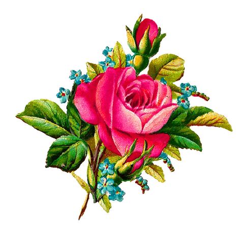 Antique Images Digital Stock Pink Rose Image Forget Me Not Flower