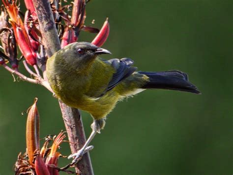 10 Tips For Attracting Native Birds To Your Garden Conservation Blog
