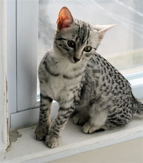 Best Egyptian Mau Cat Guide Characteristics And Temperament