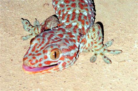 Uncharted Earth The Top Three Most Fascinating Lizards Of The Philippines