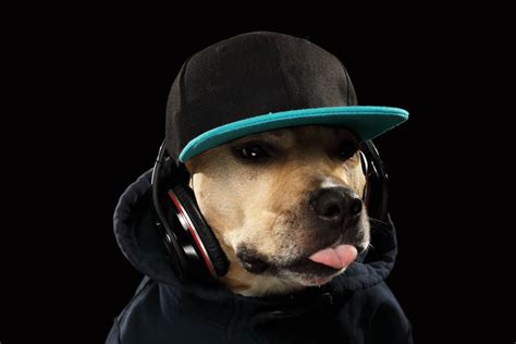 100 Hip Hop And Rapper Dog Names Ideas For Funky And Badass Dogs Hepper