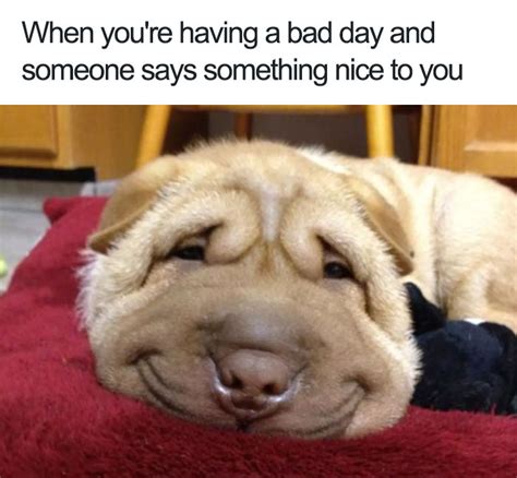 10 Of The Happiest Animal Memes To Start Your Day With A Smile Page