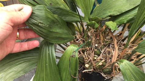 Use a weak solution of a balanced plant fertilizer. ORCHID CARE: HOW TO KILL SCALE, MEALY BUGS and APHIDS ON ...