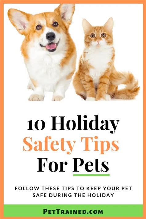 10 Holiday Safety Tips For Pets Pet Trained