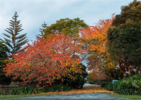 10 Best Trees To Line Driveway 🌳 🚗 Selecting Species For Entrance Borders