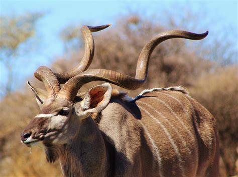 We did not find results for: Greater Kudu Bull - Pride ~ Animal Photos ~ Creative Market
