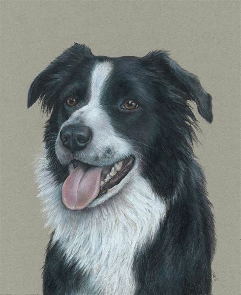 Border Collie Portrait Drawing By Fran Megerdichian