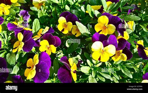 Yellow And Purple Pansies Stock Photo Alamy