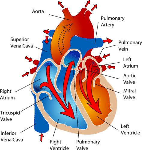 In contrast, the pulmonary circuit refers to the path from the right ventricle, through the lungs, and back to the left atrium. Blood Vessels | CK-12 Foundation