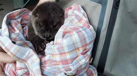 kirkintilloch angler rescues otter cub in inverness bbc news