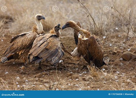 White Backed Vulture Gyps Africanus Fighting For The Carcassestypical