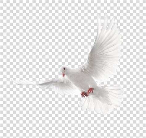 Columbidae Holy Spirit Doves As Symbols White Flying Pigeon Image Png