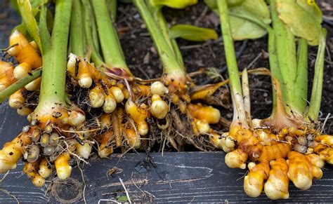 Growing Turmeric Planting Harvesting And Uses Of Turmeric Roots Plants Spark Joy