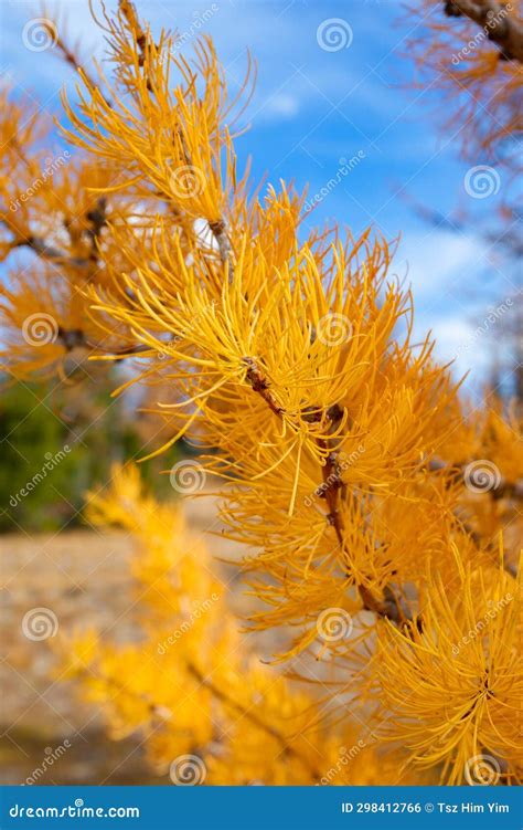 Golden Larches At Frosty Mountain Manning Park Bc Canada Stock Photo