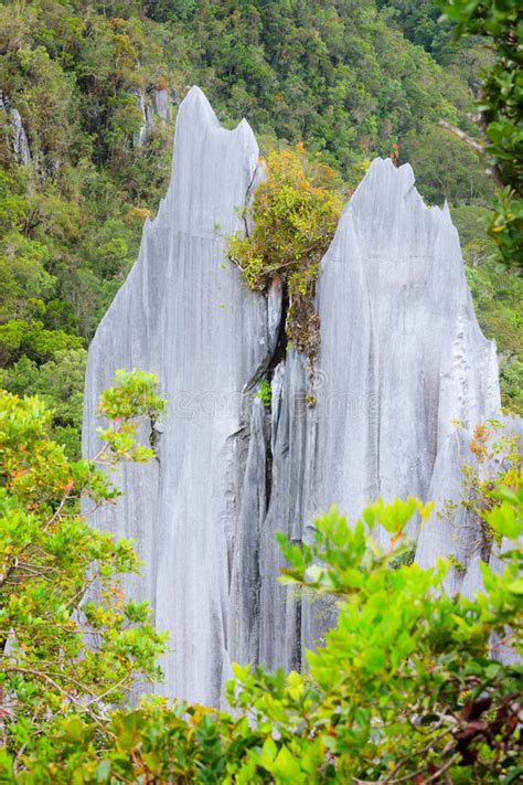 Limestone Pinnacles At Gunung Mulu National Park Stock Image Image Of