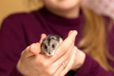 Do Hamsters Burrow And What You Need To Do About That Hamsters 101