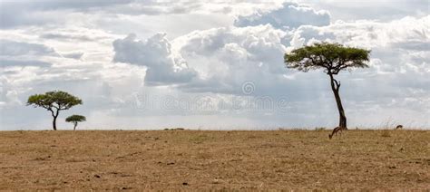 Kenya Masai Mara Park Savannah Stock Image Image Of Grass Africa
