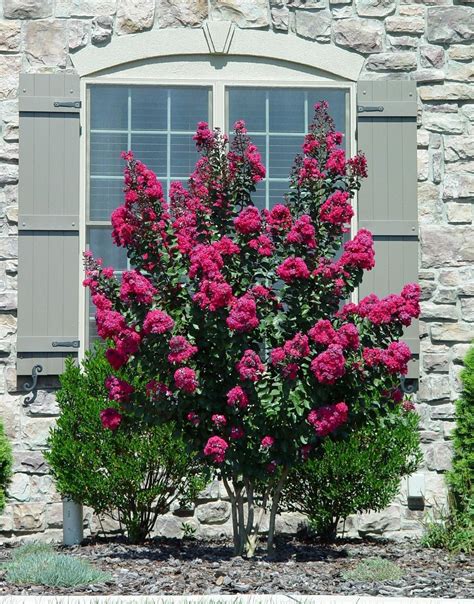 Suggestion For A Tall Flowering Shrub