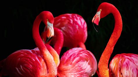Flamingos Birds Animals Wallpapers Hd Desktop And Mobile Backgrounds