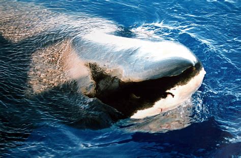 Filegreat White Shark Close Up Wikimedia Commons