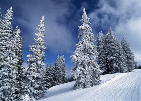 Snow Capped Trees On Aspen Mountain By Chris Caldicott