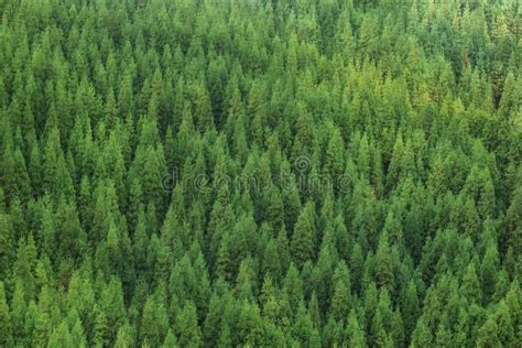 Aerial View Of Huge Green Healthy Pine Forest Panorama Texture Aerial