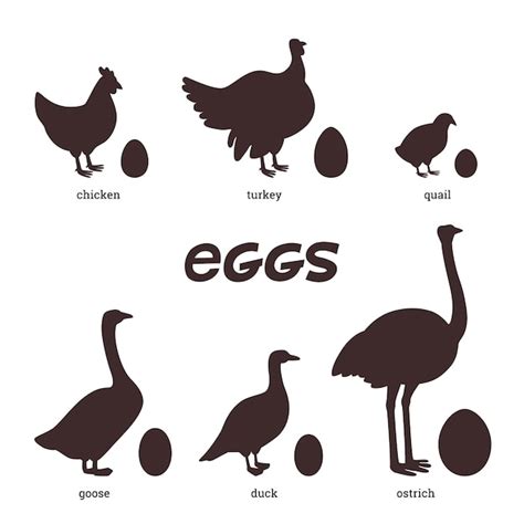 premium vector edible eggs silhouettes of different birds chicken duck turkey quail ostrich