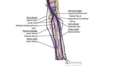 Hand Veins Anatomy Anatomical Charts And Posters