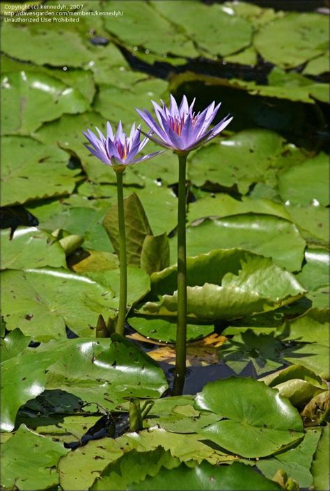 Plantfiles Pictures Nymphaea Species Blue Lotus Of The Nile Lily Nymphaea Maculata By