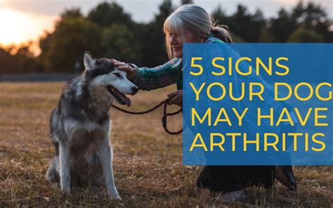 5 Signs Your Dog May Have Arthritis Ardent