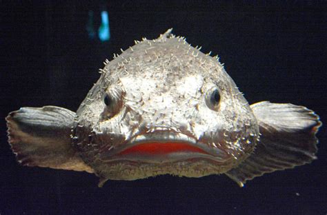 Rare Blobfish Deemed Worlds Ugliest Creature Goes On Display At