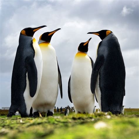 💕 💓 🐧 Penguin Penguinsofinstagram Penguinmemes