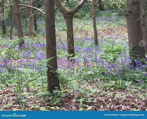 Bluebell Wood Stock Photo Image Of Wood Spring Bluebell 92129564