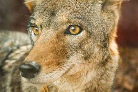 Call Of The Wild Eastern Coyotes In Our Neighborhoods Natural Lands
