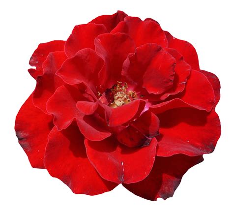 อันดับหนึ่ง 99 ภาพ ทุ่งดอกไม้สีแดง ญี่ปุ่น ครบถ้วน
