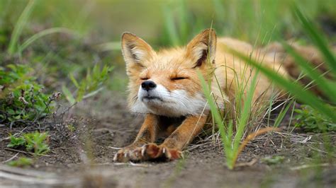 Cute Fox Wallpapers Top Free Cute Fox Backgrounds Wallpaperaccess