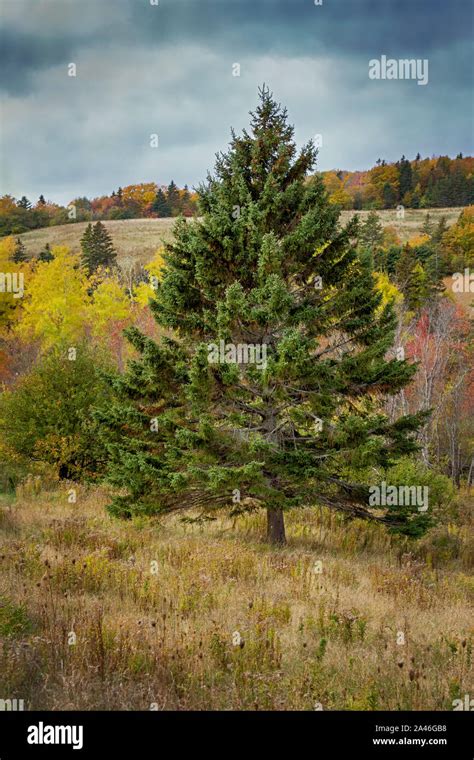 White Spruce Tree Canada Hi Res Stock Photography And Images Alamy