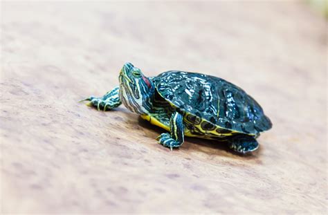 Small Green Turtle Stock Photo Download Image Now Animal Animal