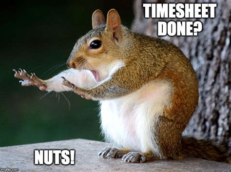 Squirrel Timesheet Reminder Imgflip