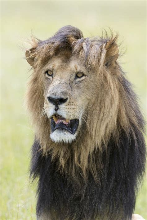 Lion Male With Dark Maneslooking In Distance Portrait Stock Image