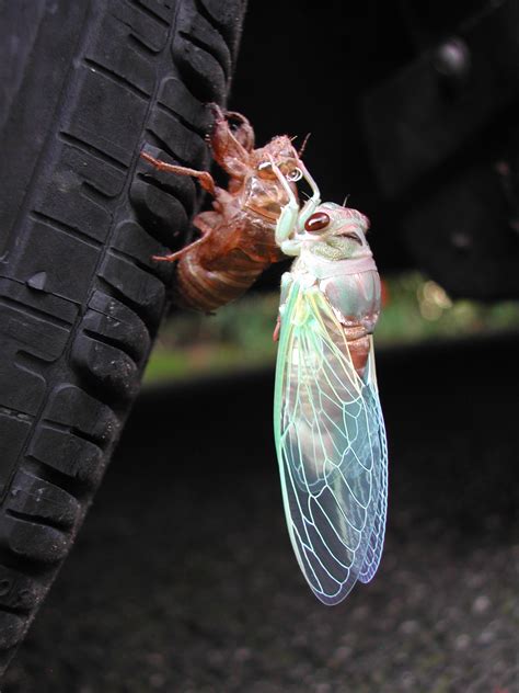 Cicada Thirteen Year Periodical Cicadas Expected To Ring In Noisy