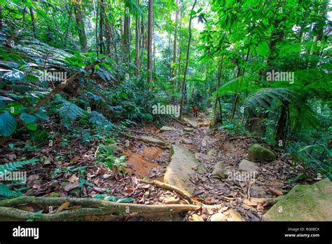 Perdu Dans La Jungle Banque Dimage Et Photos Alamy