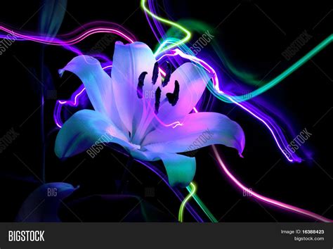 Flower Lily And Night Image And Photo Free Trial Bigstock